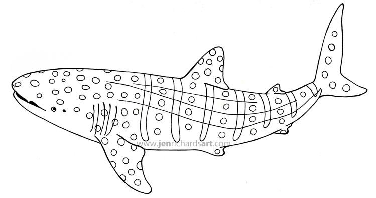 whale sharks Jen Richards