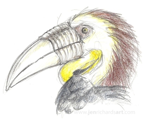 Wreathed hornbill sketch with some coloured pencil touches.